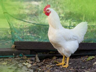 Image result for Animals Using Compouter