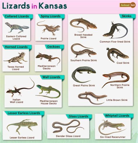 Image result for Lizard CPR