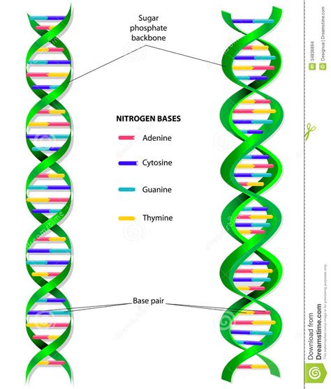DNA Molecule Vector Diagram Stock Vector - Image: 34836894