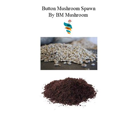 Button Mushroom Spawn (Agaricus bisporus) - 2 kg – BM MUSHROOM ONLINE STORE