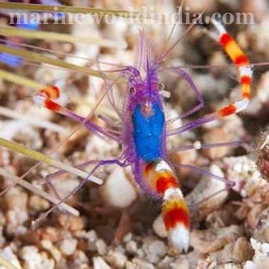 marine reef aquarium setup | salt water aquarium manufacturer ...