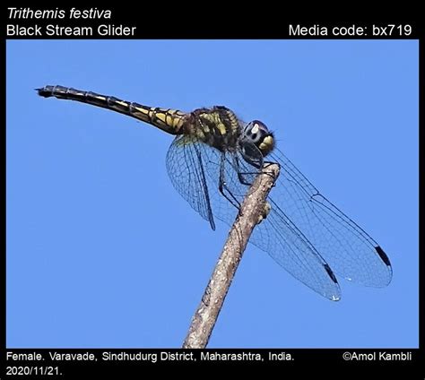 Trithemis festiva Rambur, 1842 - Black Stream Glider | Odonata