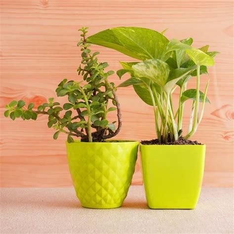 Send Three Rakhis with Jade Plant N Money Plant Combo Online