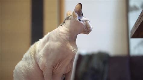 Sphynx cat old cat fat cat 39075214 Stock Video at Vecteezy