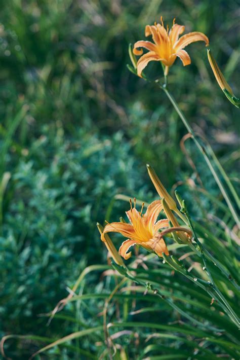 Lily Att Nude Photos, Download The BEST Free Lily Att Nude Stock Photos & HD Images