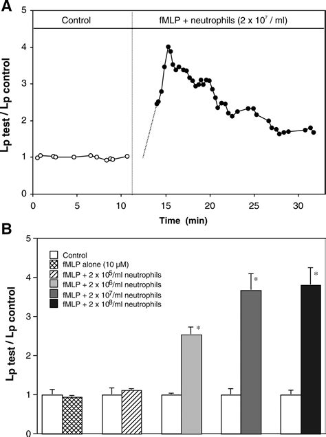 fMLP-stimulated neutrophils increase endothelial [Ca2+]i and microvessel permeability in the ... - what increases neutrophils