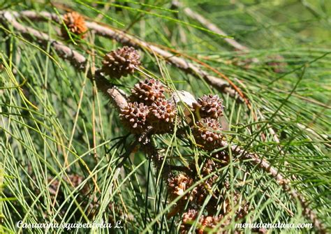 El Jardí de Menuda Natura: Casuarina de cua de cavall