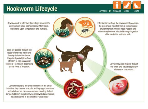 How Serious Is Hookworm In Dogs