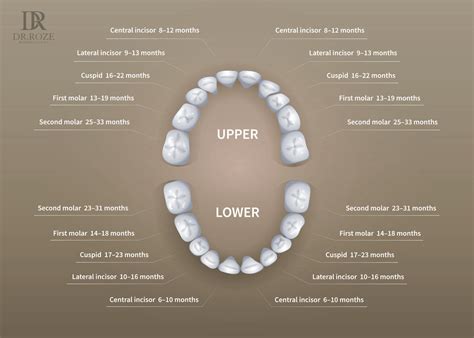 Baby teeth and permanent teeth - Dubai | Dr Roze Biodental Clinic