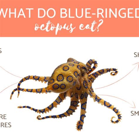 Image result for Blue-Ringed Octopus Map