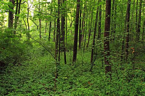 Широколиственные леса растения (много фото) - treepics.ru