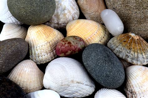 Image result for Hard Sea Shells