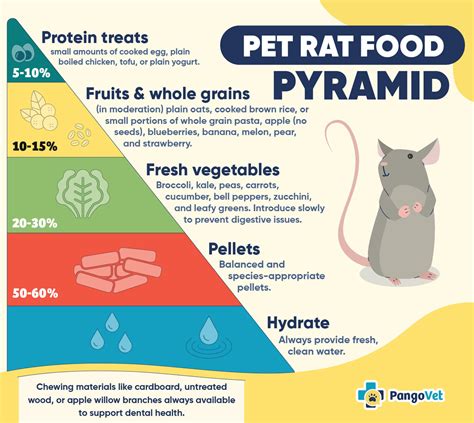 Can Rats Eat Grapes? Our Vet Answers | The Vet Desk