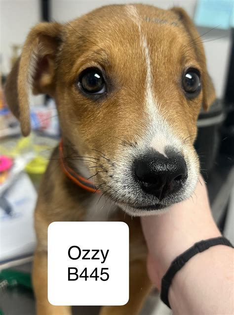 Watauga County Humane Society / Shelter in Boone, NC