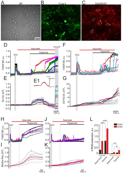 Differential Sensitivity of Hippocampal GABAergic Neurons to Hypoxia ...