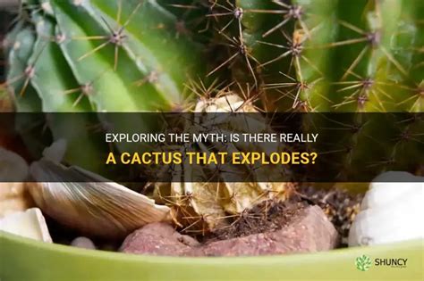 Image result for Exploding Cactus Prank
