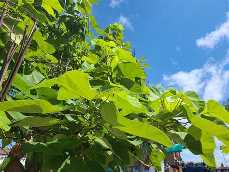 Cigar Tree 的图像结果