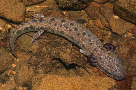 Big Water Dog Salamander