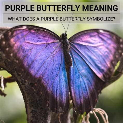 Discover The Purple Butterfly Meaning And Its Amazing Symbolism
