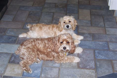 Image result for Cockapoo Tail