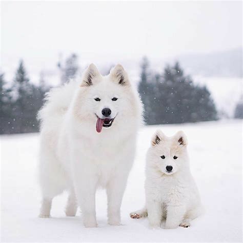 Pin by Deborah on dogs in 2025 | Cute wild animals, Cute dogs, Samoyed dogs