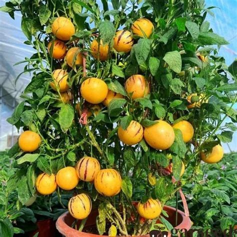 Ginseng Fruit Seed Balls - Just Throw & Grow – Padmam Nursery