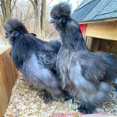Silkie Chickens: Eggs, Height, Size and Raising Tips