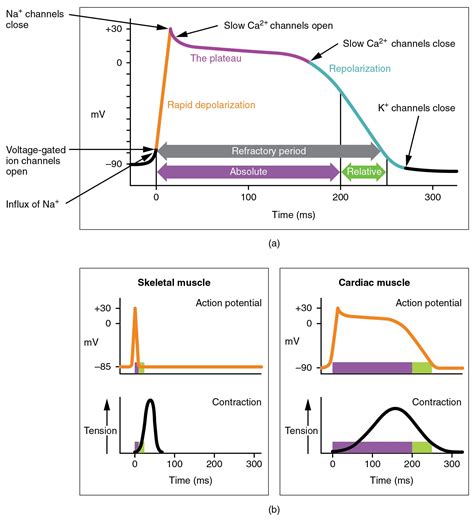 Action potential of cardiac muscle and skeletal muscle compared ...