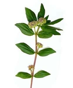 GARDENOPOLIS - Amman Pacharisi/Euphorbia Hirta/Asthma Plant - Fresh ...