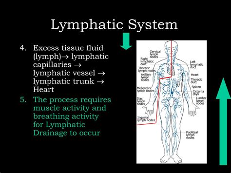 Lymphatic System Process 的图像结果