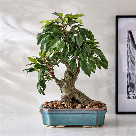 Buy Fiesta Artificial Ficus Bonsai Plant in Ceramic Pot from Home ...