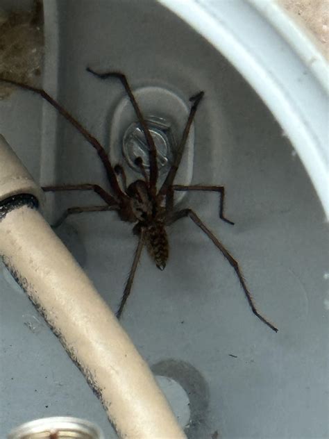 Two Giant House Spiders (WA, USA) : r/spiders