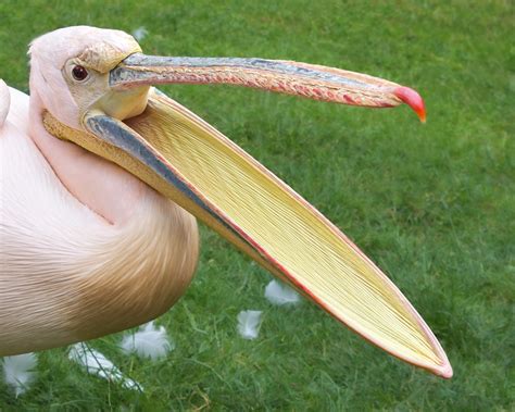 Pelican Beak Bill Long - Free photo on Pixabay - Pixabay