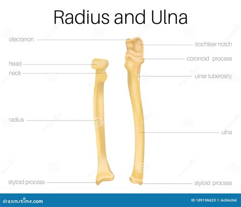 Ulna And Radius Diagram
