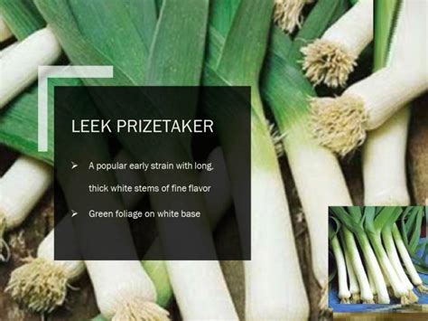 VibeX LEEK PRIZETAKER SEEDS(500 Seeds) Seed Price in India - Buy VibeX ...
