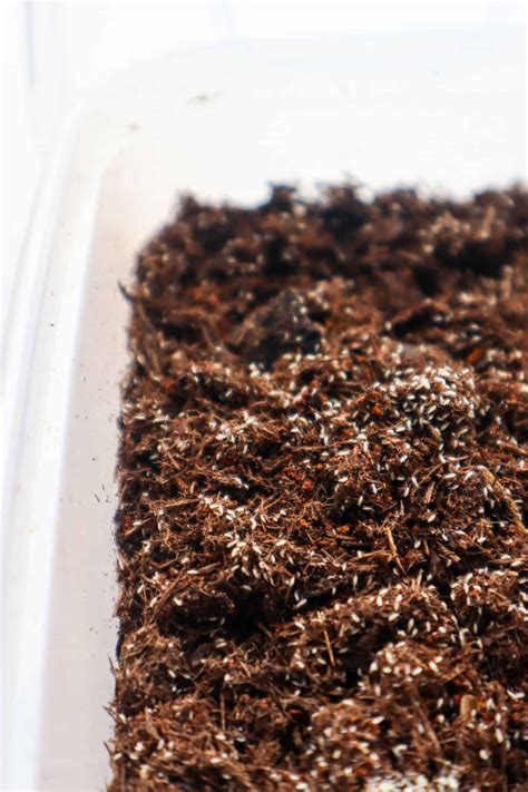 Image result for Do Springtail Hop