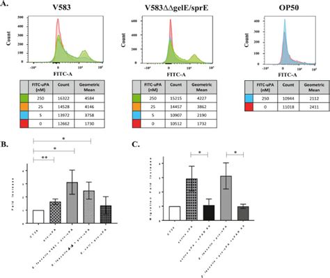 Image result for Enterococcus Faecalis Colon Cancer