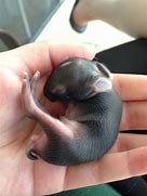 Image result for Baby Rabbits Being Born