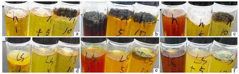 Study on the Synergistic Effect of Plant Dyes and Mordants on the ...