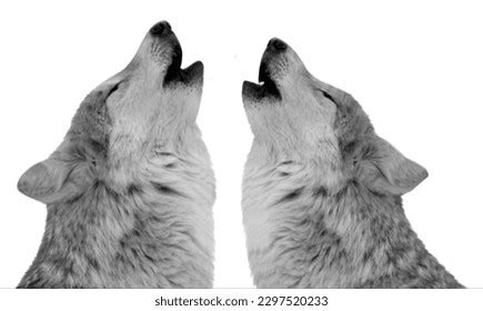 Wolves Howling Dead 的图像结果