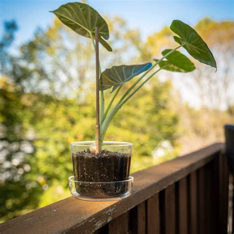 Buy Sheer Pots Sheer Glass Pot Planter with Drainage Holes & Tray ...