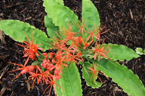 Scadoxus multiflorus subsp. katherinae - blood flower, poison root ...