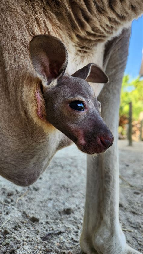 Kangaroo Giving Birth