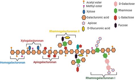 Image result for Pectin Structure