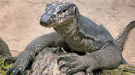 Four Held For 'Raping' Bengal Monitor Lizard In Maharashtra Forest