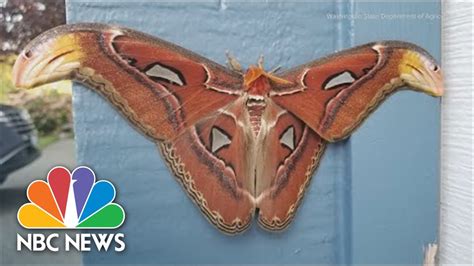 Image result for Large Moth