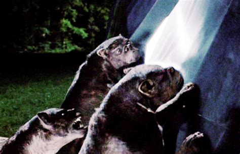 Hunger Games Mutts Rue