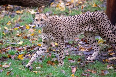 Discovery Day - Cheetahs, 134 Corstorphine Road, EH12 6TS Edinburgh ...