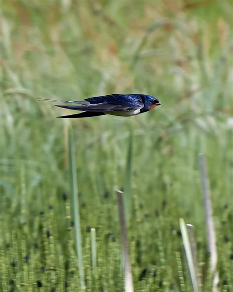 ITAP of a swallow in full speed : r/itookapicture