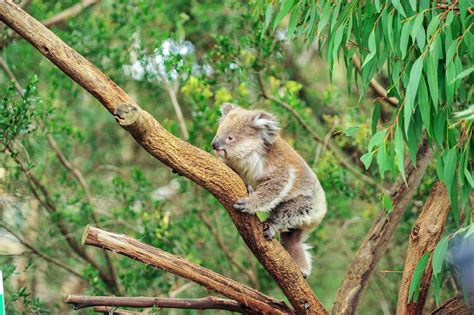 Habitat Of Koala